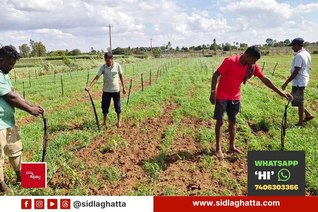 Sprinkler Irrigation Ragi Crop Appegowdanahalli