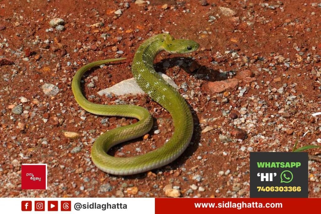 Sidlaghatta green keelback snake found and rescued