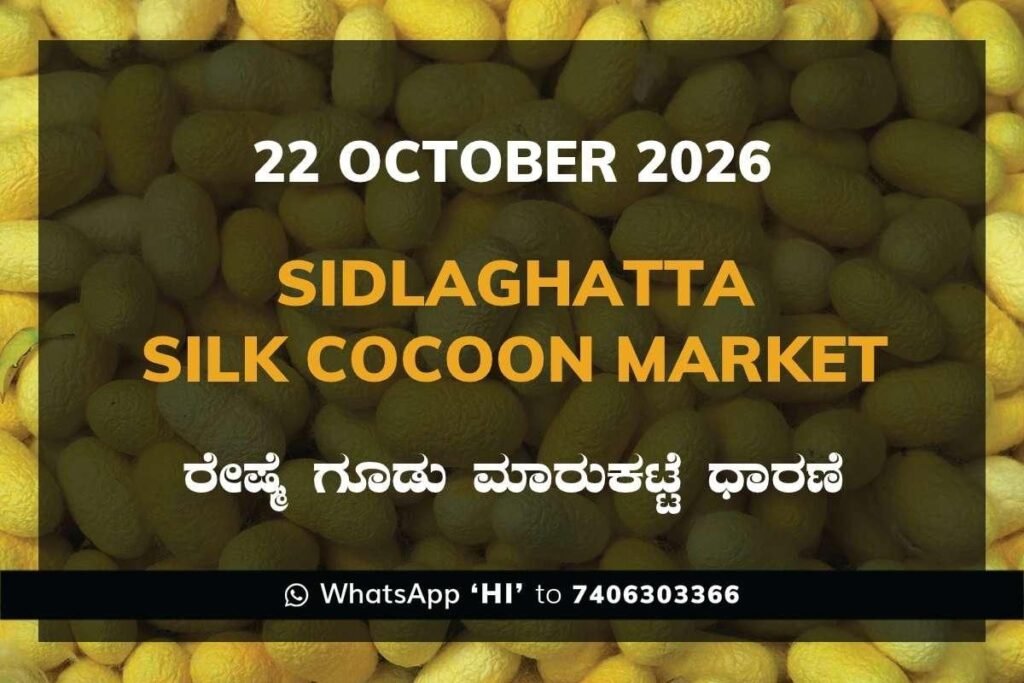 Sidlaghatta Silk Cocoon Market Rate 22 October 2026