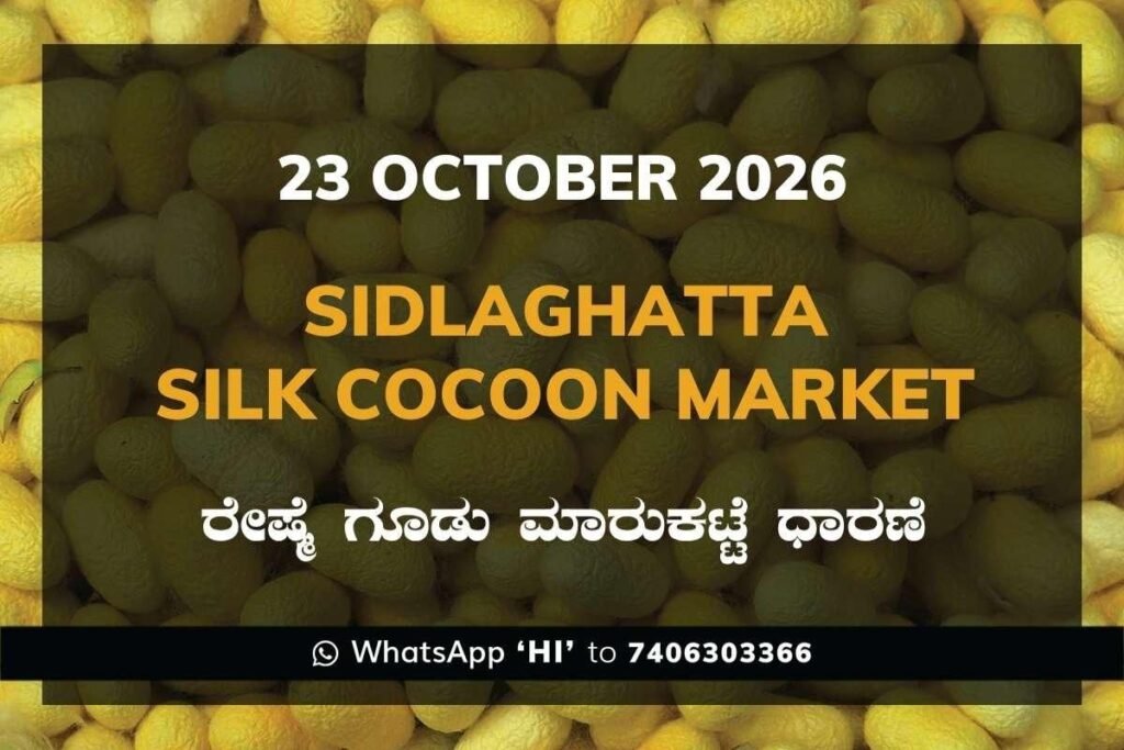 Sidlaghatta Silk Cocoon Market Rate 23 October 2026